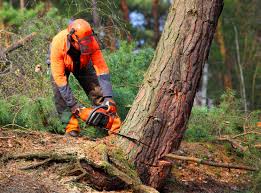 How Our Tree Care Process Works  in  Incline Village, NV