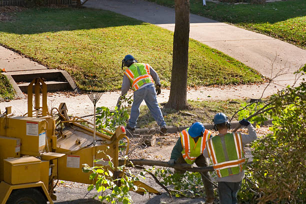 Trusted Incline Village, NV Tree Care  Experts